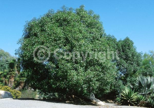Unknown blooms; Semi-evergreen