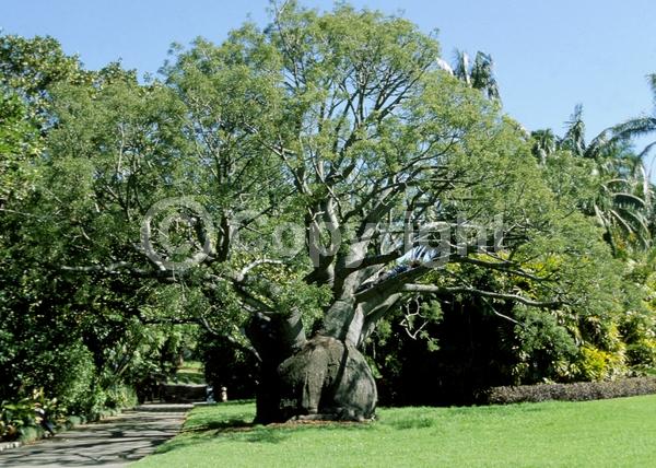 Unknown blooms; Semi-evergreen