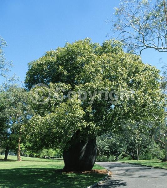 Unknown blooms; Semi-evergreen