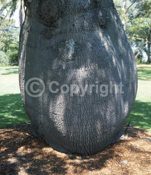 Unknown blooms; Semi-evergreen