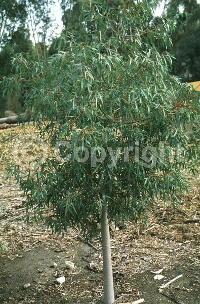 Unknown blooms; Semi-evergreen