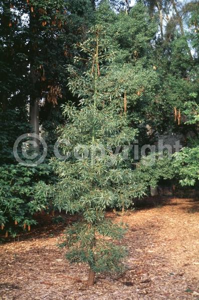 Unknown blooms; Semi-evergreen