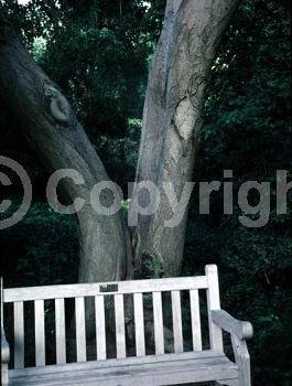 Yellow blooms; Deciduous