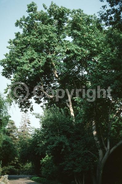 Yellow blooms; Deciduous