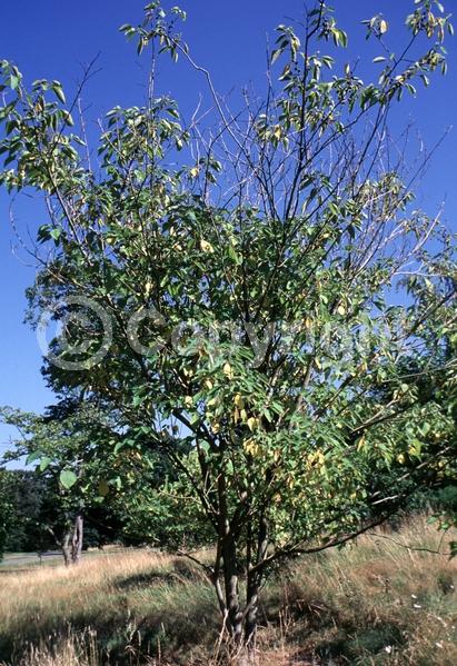 Yellow blooms; Deciduous