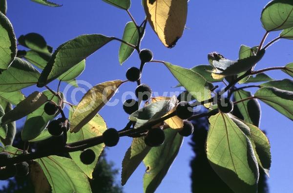 Yellow blooms; Deciduous