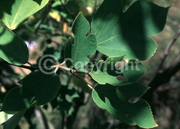 Yellow blooms; Deciduous