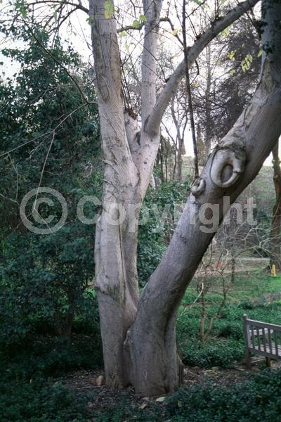 Yellow blooms; Deciduous
