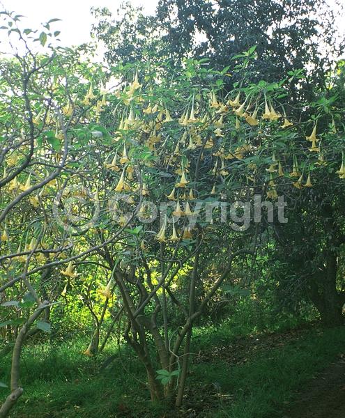 Yellow blooms; Evergreen; Needles or needle-like leaf