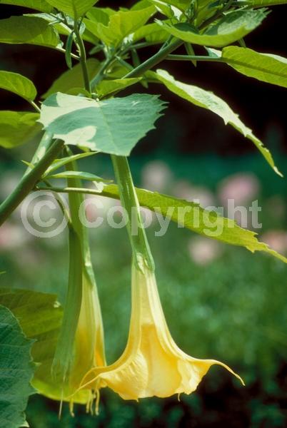 Yellow blooms; Evergreen; Needles or needle-like leaf