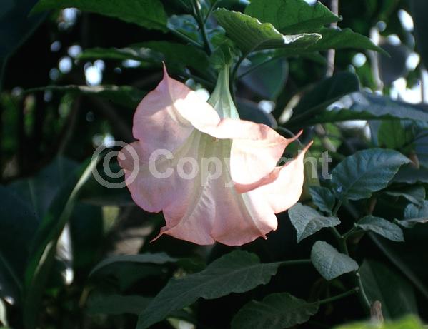 Pink blooms; Evergreen; Needles or needle-like leaf