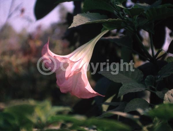 Pink blooms; Evergreen; Needles or needle-like leaf