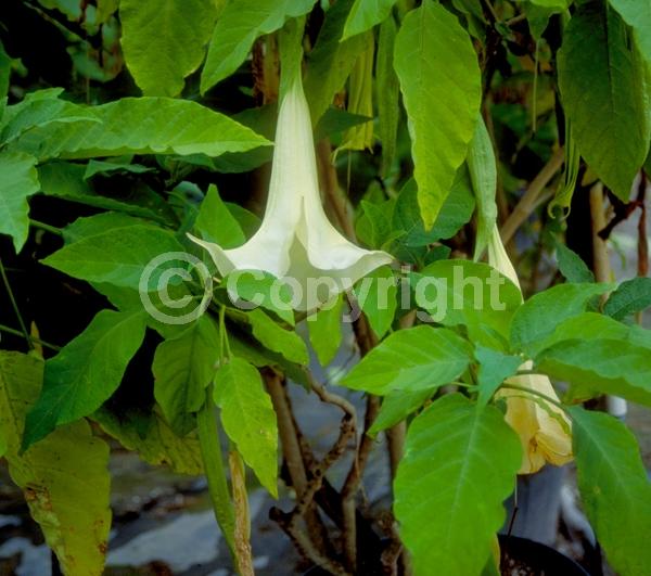 Orange blooms; White blooms; Pink blooms; Evergreen; Needles or needle-like leaf