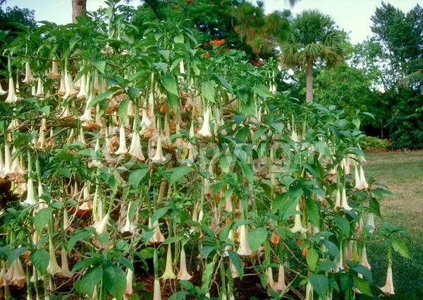 Orange blooms; White blooms; Pink blooms; Evergreen; Needles or needle-like leaf