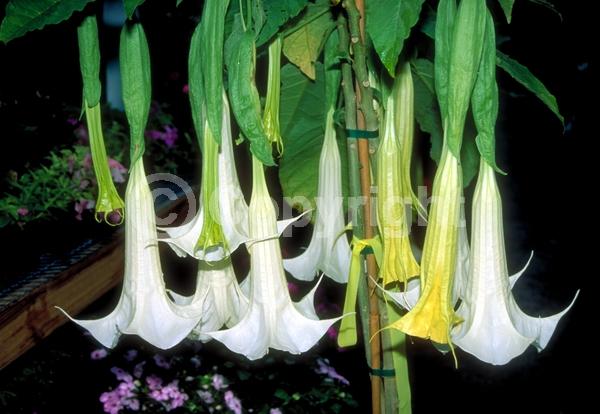 Orange blooms; White blooms; Pink blooms; Evergreen; Needles or needle-like leaf
