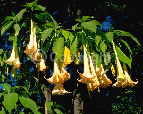 Orange blooms; White blooms; Pink blooms; Evergreen; Needles or needle-like leaf