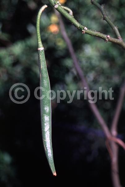 Orange blooms; White blooms; Pink blooms; Evergreen; Needles or needle-like leaf