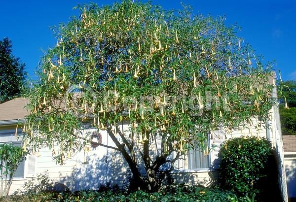 Orange blooms; White blooms; Pink blooms; Evergreen; Needles or needle-like leaf