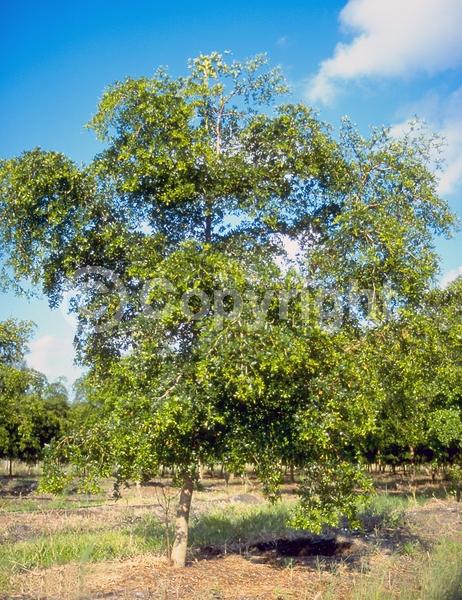Yellow blooms; Evergreen; Needles or needle-like leaf; North American Native