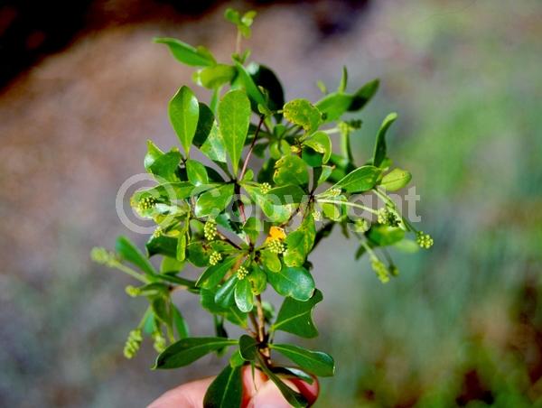 Yellow blooms; Evergreen; Needles or needle-like leaf; North American Native