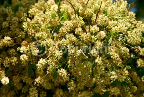 Yellow blooms; Evergreen; Needles or needle-like leaf; North American Native