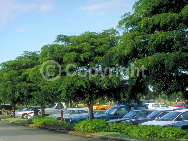 Yellow blooms; Evergreen; Needles or needle-like leaf; North American Native