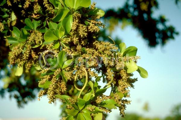 Yellow blooms; Evergreen; Needles or needle-like leaf; North American Native
