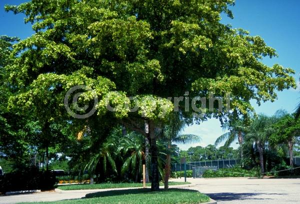 Yellow blooms; Evergreen; Needles or needle-like leaf; North American Native