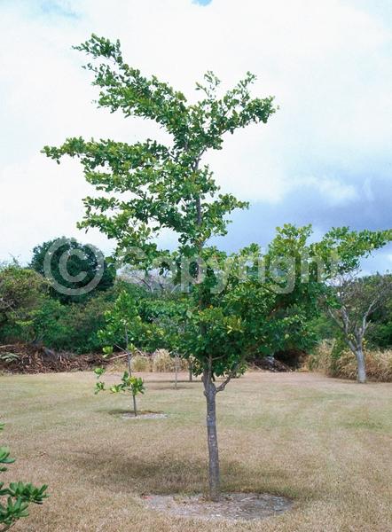 Yellow blooms; Evergreen; Needles or needle-like leaf; North American Native