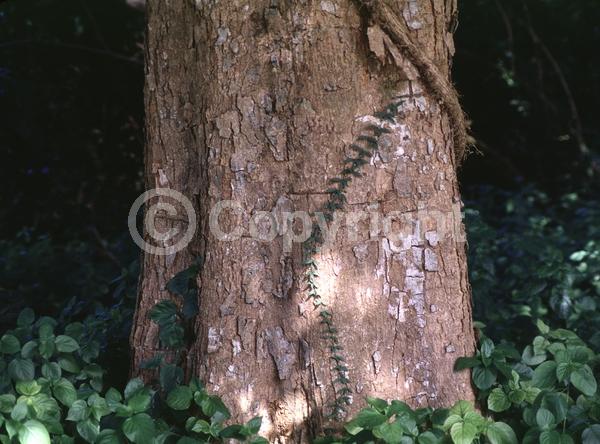 Yellow blooms; Evergreen; Needles or needle-like leaf; North American Native
