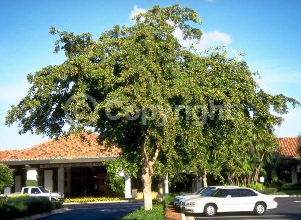 Yellow blooms; Evergreen; Needles or needle-like leaf; North American Native