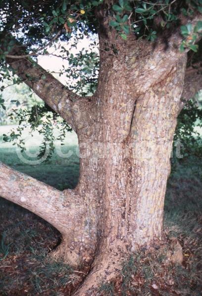 Yellow blooms; Evergreen; Needles or needle-like leaf