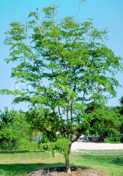Yellow blooms; Evergreen; Needles or needle-like leaf