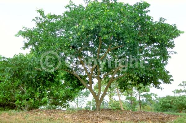 Yellow blooms; Evergreen; Needles or needle-like leaf