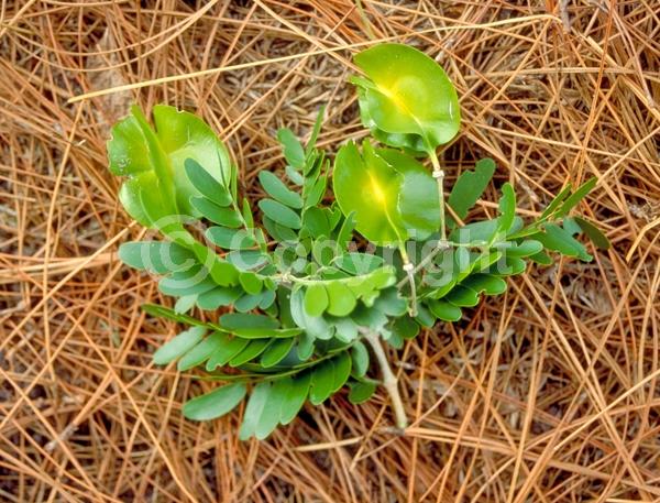 Yellow blooms; Evergreen; Needles or needle-like leaf