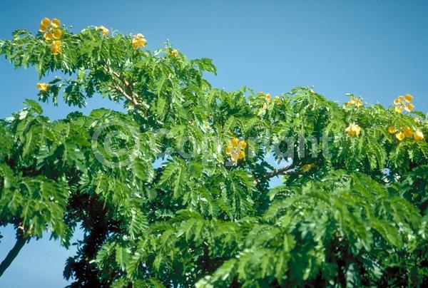 Yellow blooms; Evergreen; Needles or needle-like leaf