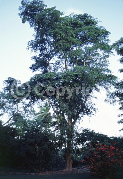 Yellow blooms; Evergreen; Needles or needle-like leaf