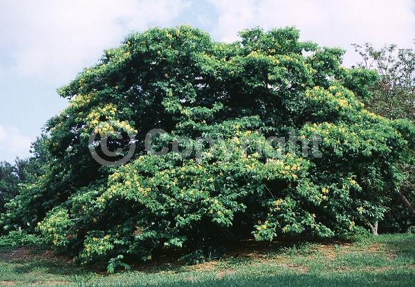 Yellow blooms; Evergreen; Needles or needle-like leaf