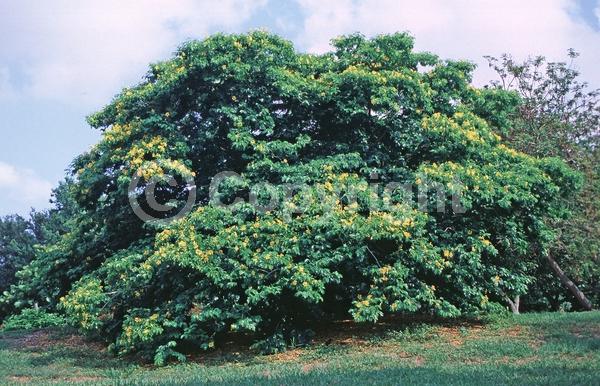 Yellow blooms; Evergreen; Needles or needle-like leaf