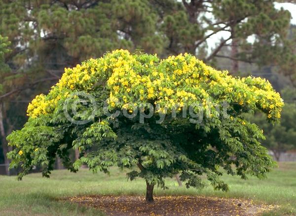 Yellow blooms; Evergreen; Needles or needle-like leaf