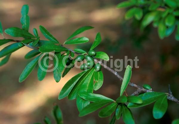 White blooms; Semi-evergreen; North American Native