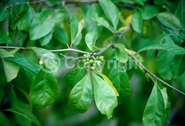 White blooms; Deciduous; Broadleaf; North American Native