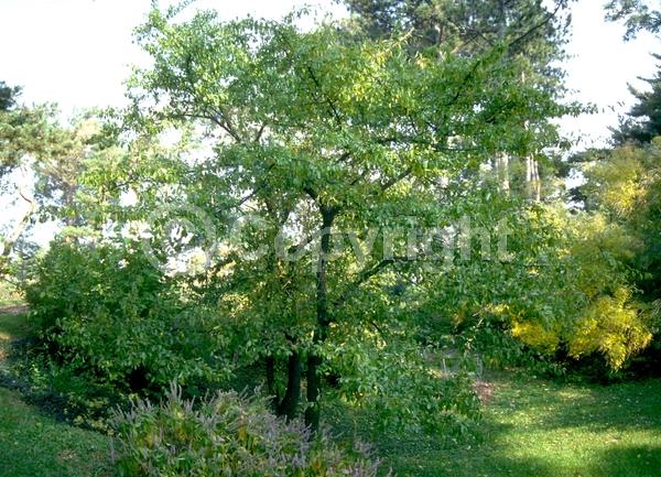 White blooms; Deciduous; Broadleaf; North American Native