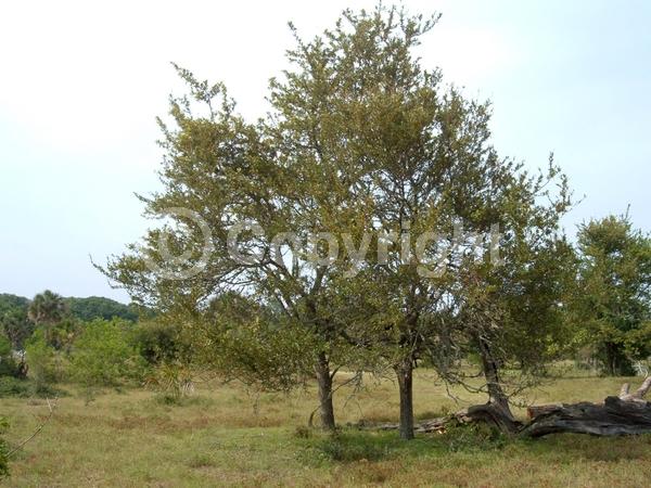 White blooms; Semi-evergreen; North American Native
