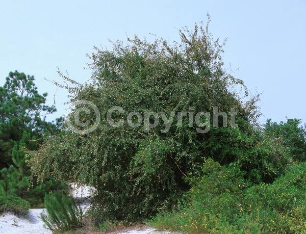 White blooms; Semi-evergreen; North American Native