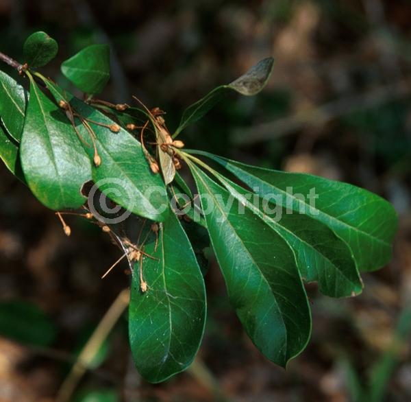 White blooms; Semi-evergreen; North American Native
