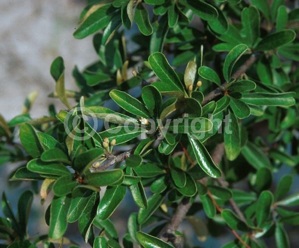 White blooms; Semi-evergreen; North American Native