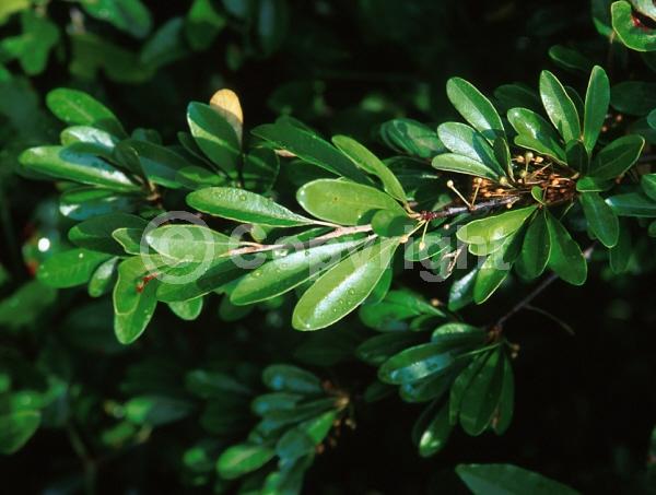 White blooms; Semi-evergreen; North American Native