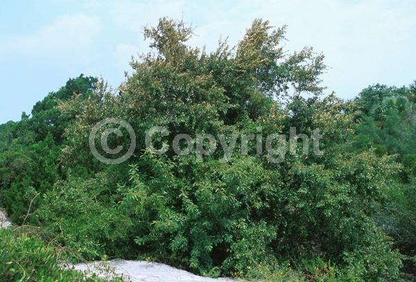 White blooms; Semi-evergreen; North American Native