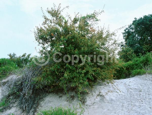 White blooms; Semi-evergreen; North American Native
